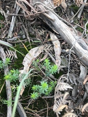 Acrotriche serrulata