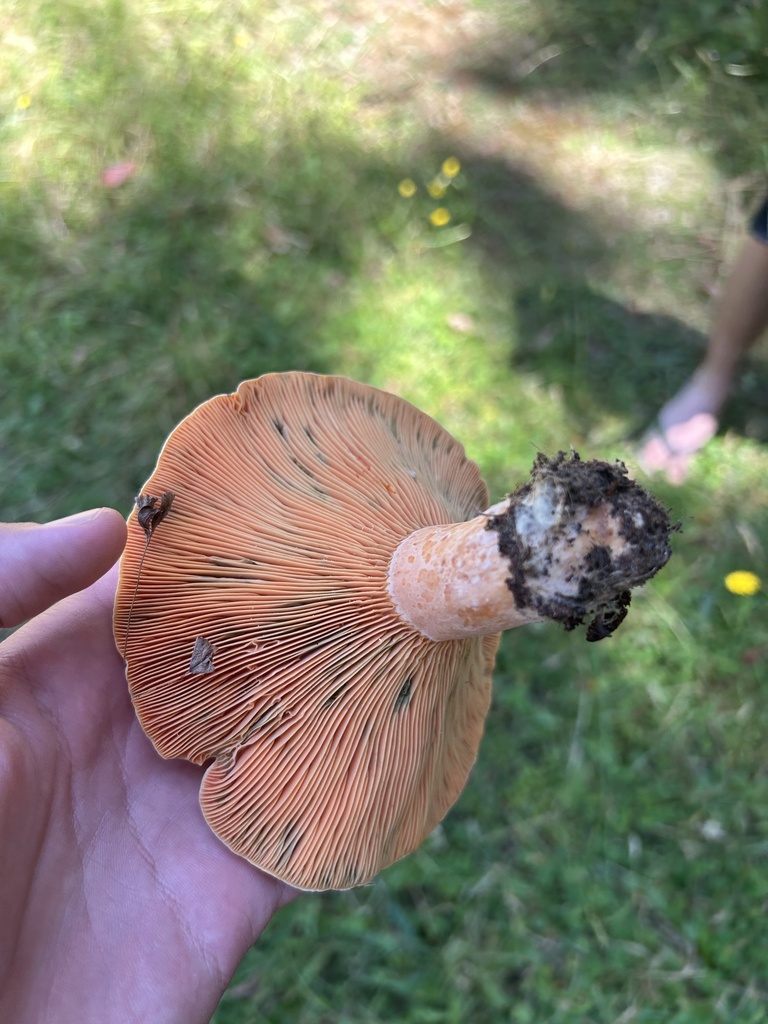 Lactarius deliciosus · January 2025 · photo: © harley_hatzimihail (iNaturalist, cc0)