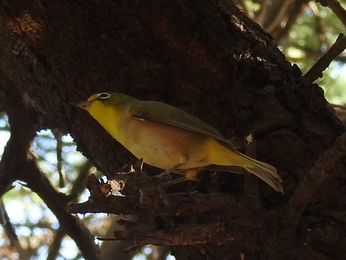 Orange River White-eye (Zosterops pallidus), photo 2