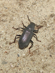 Xylopinus saperdoides