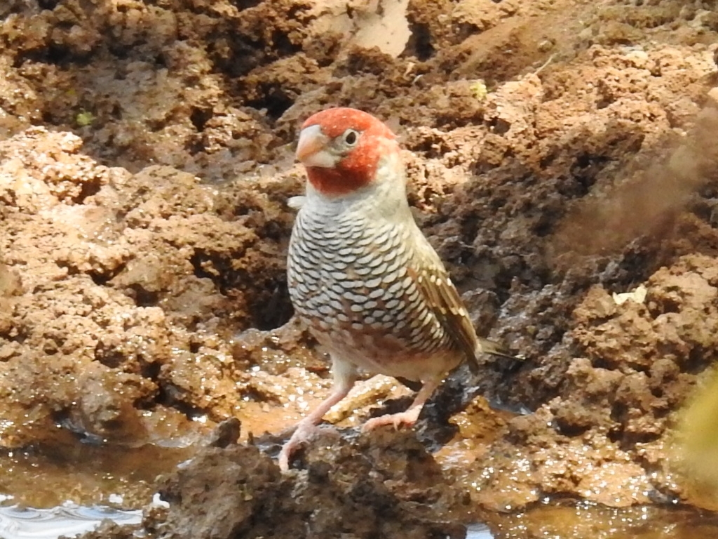 Red-headed Finch (Amadina erythrocephala), photo 6