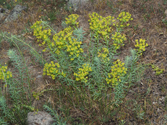 Euphorbia seguieriana