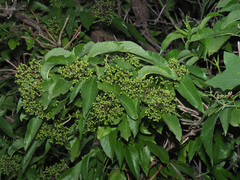 Sambucus tigranii