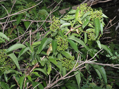 Sambucus tigranii