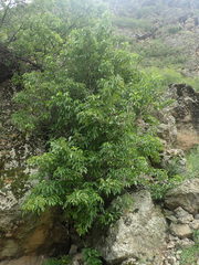 Sambucus tigranii
