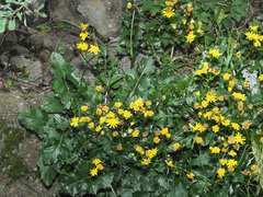 Jacobaea grandidentata