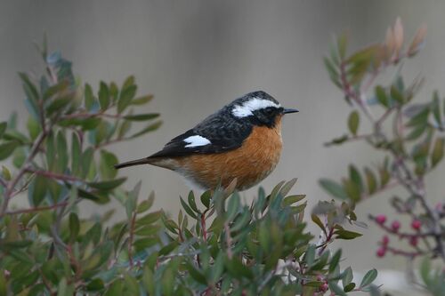 Colirrojo diademado (Phoenicurus moussieri)