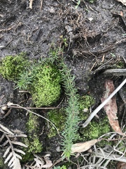 Hibbertia fasciculata