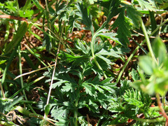 Erodium alpinum