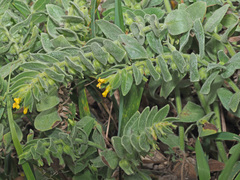Alkanna orientalis