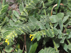 Alkanna orientalis