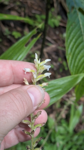 Image of Caribbean False Helmet Orchid (Microchilus plantagineus) by no rights reserved