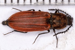 Anostirus purpureus