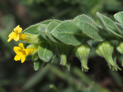 Alkanna orientalis