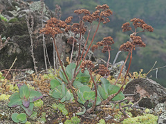 Hylotelephium caucasicum