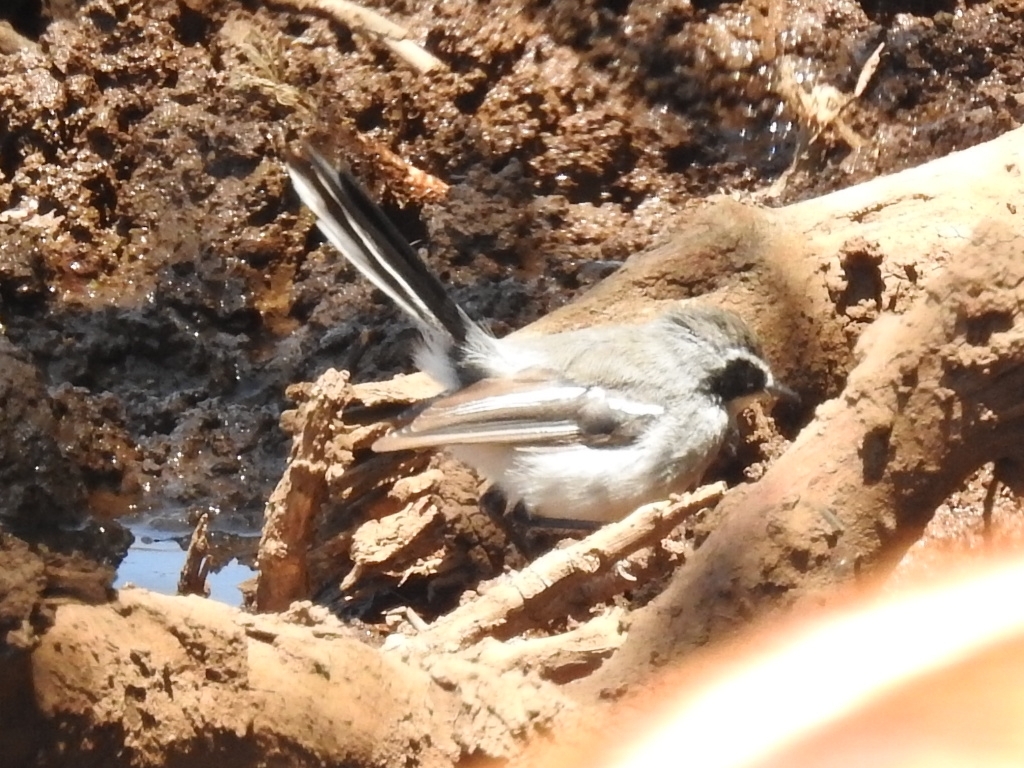 Fairy Flycatcher (Stenostira scita), photo 6