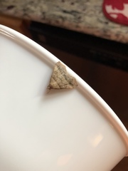 Phalaenophana pyramusalis