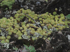 Sempervivum transcaucasicum