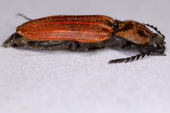 Anostirus purpureus