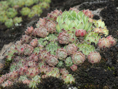 Sempervivum transcaucasicum