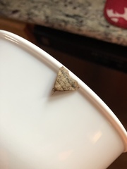 Phalaenophana pyramusalis