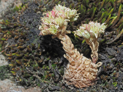 Sempervivum transcaucasicum