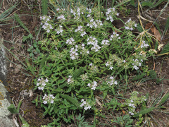 Thymus tiflisiensis