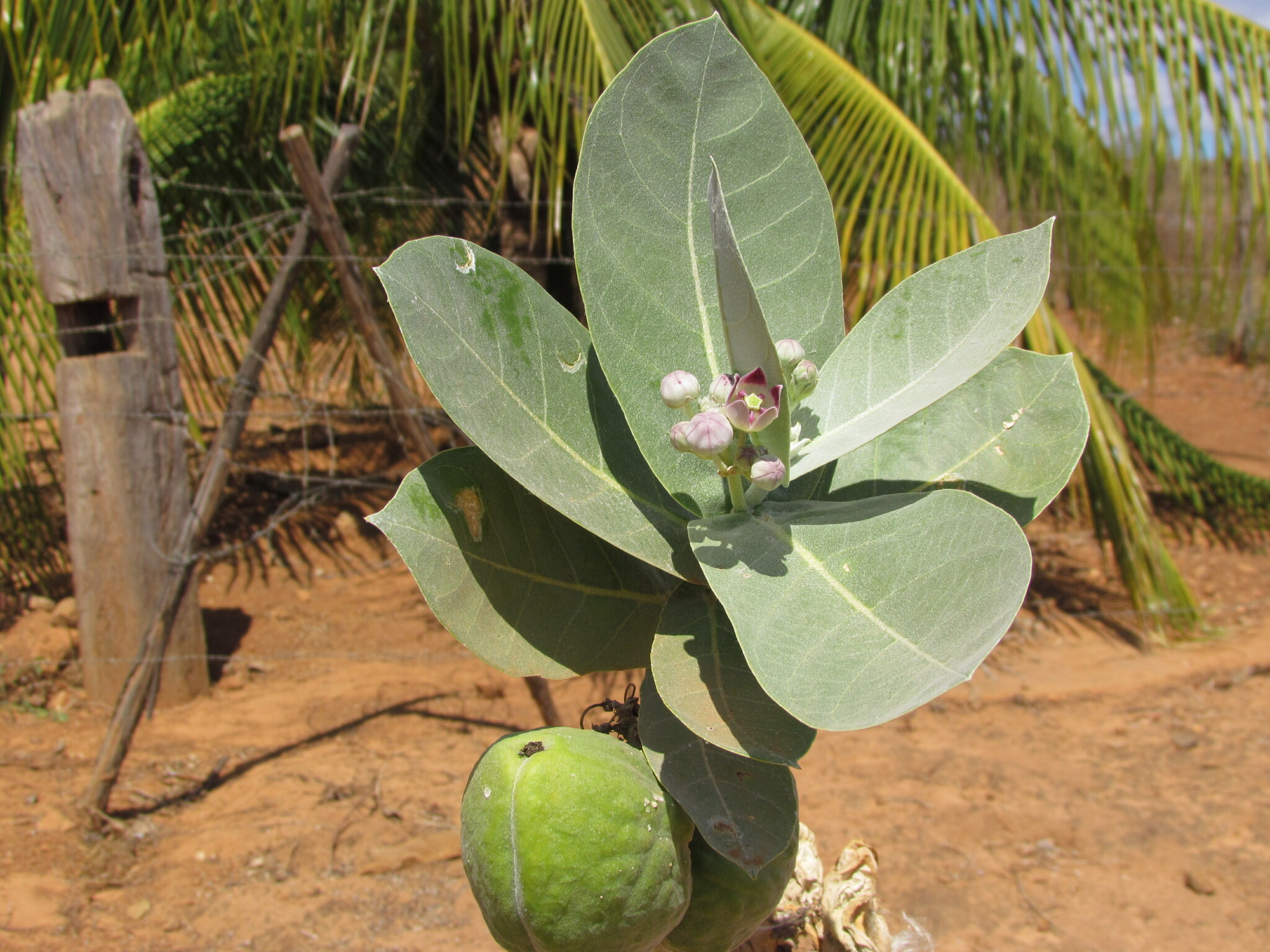 Calotropis procera