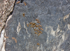 Ropalidia socialistica