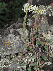 Petrosedum subulatum