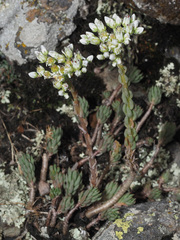 Petrosedum subulatum