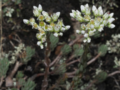 Petrosedum subulatum