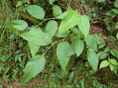 Lyonia ovalifolia
