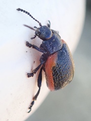 Chrysolina latecincta