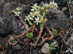 Sedum gracile