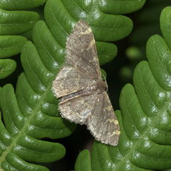 Idaea costiguttata