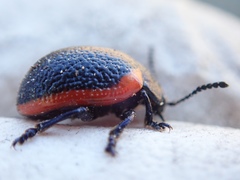 Chrysolina latecincta
