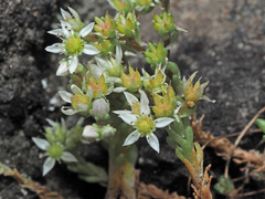 Sedum gracile