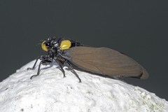 Huechys fusca