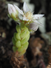 Sedum gracile