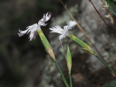 Dianthus awaricus