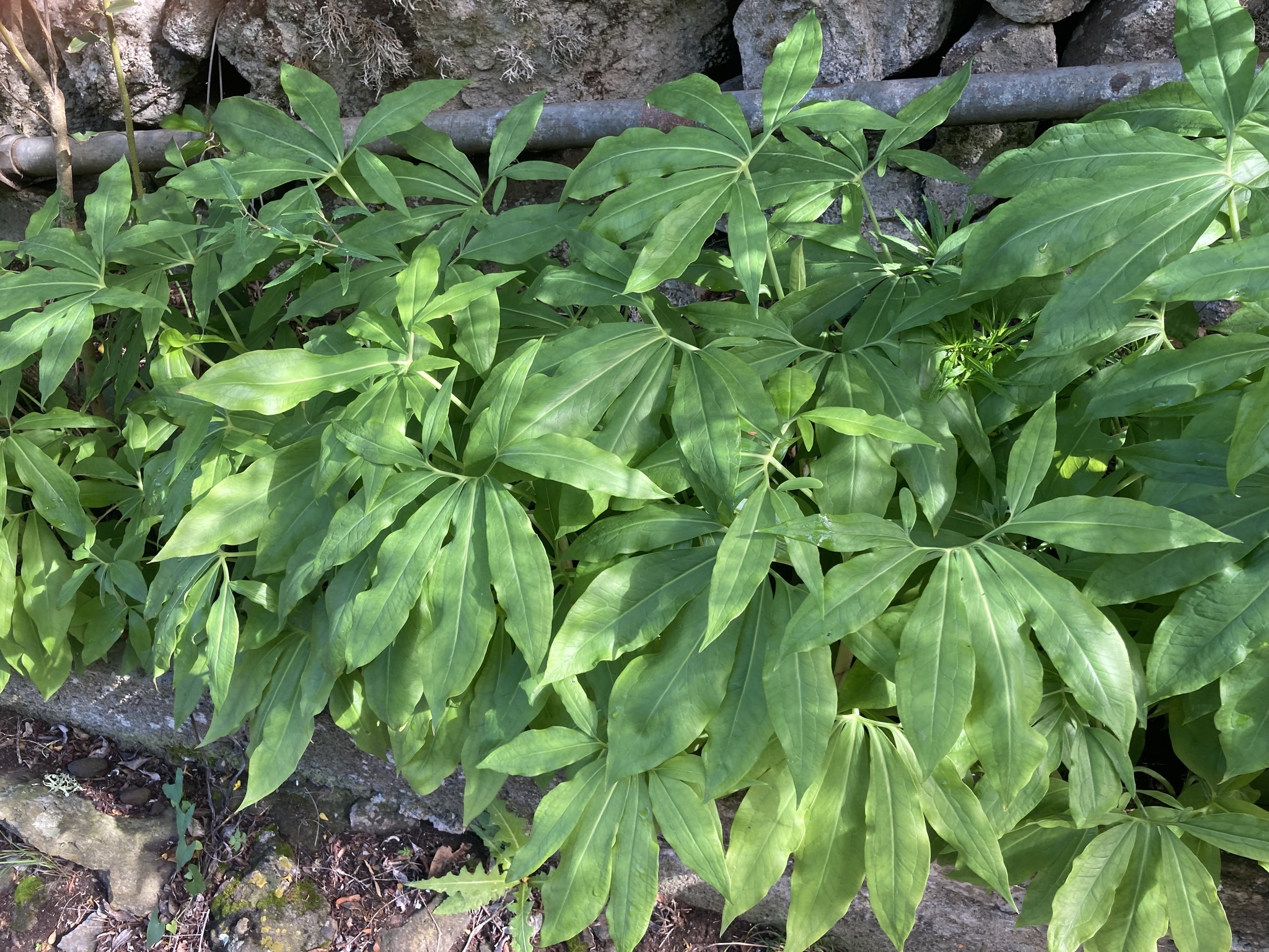 Taracontilla