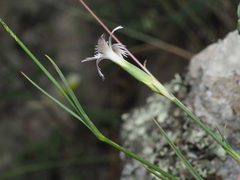 Dianthus awaricus
