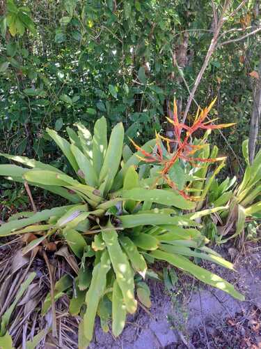 Aechmea blanchetiana