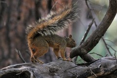 Sciurus nayaritensis