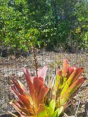 None (Hohenbergia castellanosii)