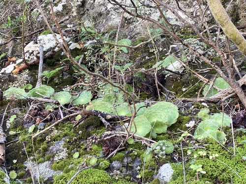 Aeonium tabulaeforme
