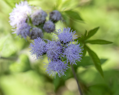 Praxelis clematidea