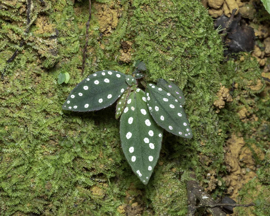 Genus Sonerila · iNaturalist Genus Sonerila · iNaturalist