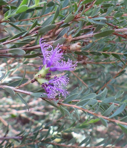 Image of Melaleuca thymifolia by (c) Mark Clarke, some rights reserved (CC BY)